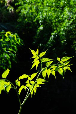 Ağaçta yeşil yaprak