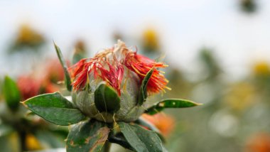 Tarlada yetişen safran tomurcukları boyamak.