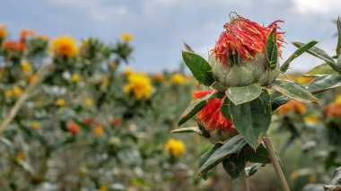 Tarlada yetişen safran tomurcukları boyamak.