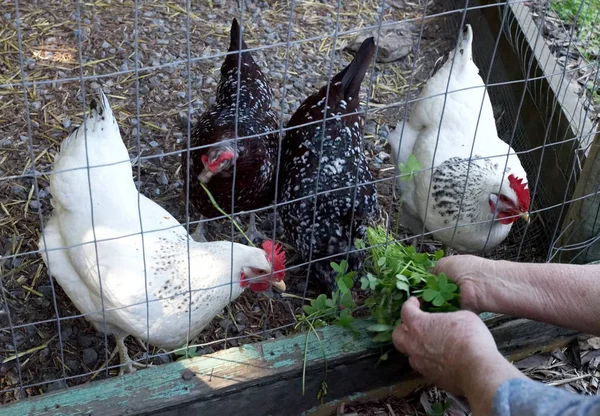 Hand Feeding Caged Hens Sour Grass — Stock Photo, Image