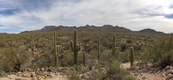 Arizona desert landscape outside of Tucson, Arizona.
