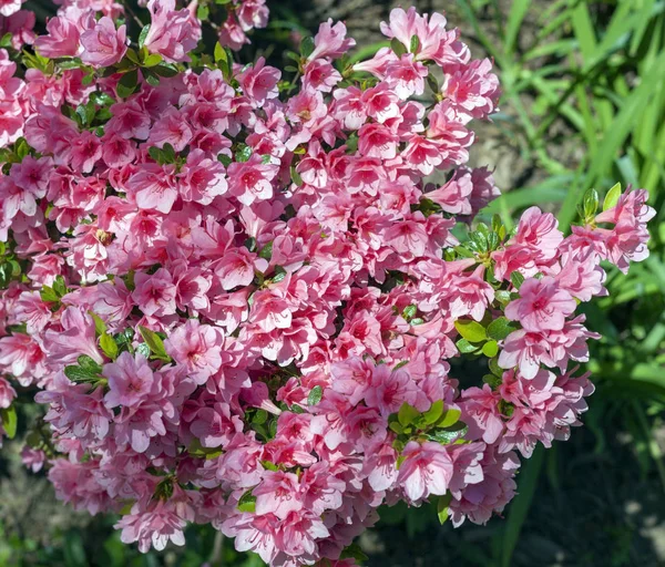 Fioritura Azalee Rosa Primavera — Foto Stock