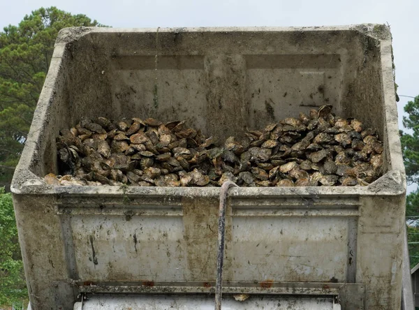 Oyster Hopper Filled Chesapeake Bay Oysters — Stock Photo, Image