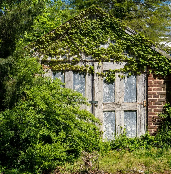 Vintage Old Fashioned Garage Shed Being Consumed Ivy Vines Wild — Stock Photo, Image