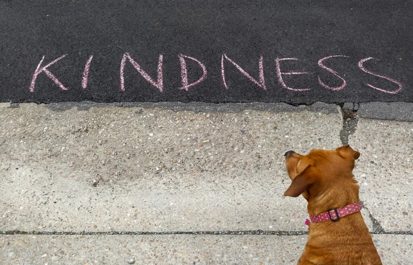 Barna Kutya Úgy Tűnik Hogy Fontolgatja Kindness Üzenetet Írt Aszfaltra — Stock Fotó