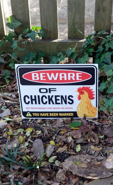 Beware Chickens Sign Urban Neighborhood Fun Humor — Stock Photo, Image
