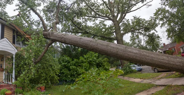 Upadłe Drzewa Huragan Tornado Burza Zniszczenie — Zdjęcie stockowe