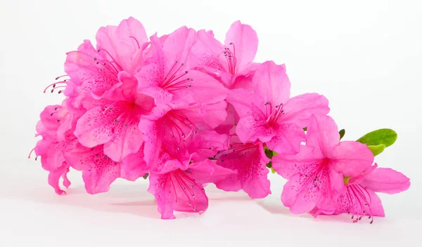 Izolált Rózsaszín Piros Lila Tavasz Azálea Virágzik — Stock Fotó