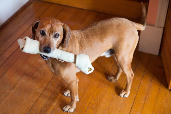 Smallish brown dog with huge rawhide bone.