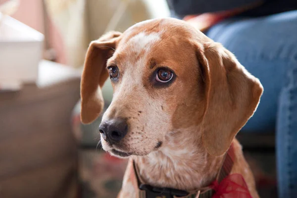 Red tick coon hound rescue dog portrait..