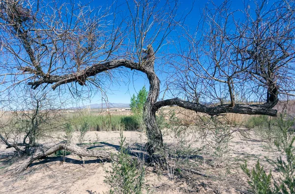 Árvore Mesquite Murada Deserto Arizona Imagem De Stock