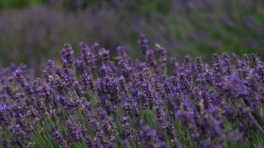  Lavanta alan Provence Fransa