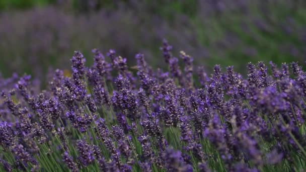 Lavendelfeld Der Provence Frankreich — Stockvideo