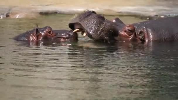 Familia Hippo Zoológico — Vídeo de stock