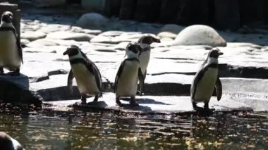 Hayvanat bahçesindeki bir grup penguen.