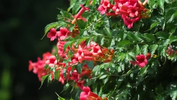 Красные Цветы Саду — стоковое видео