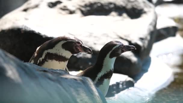 Mignon Pingouin Dans Antarctica — Video