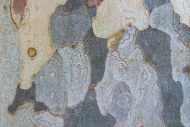 Çınar ağacı kabuğu doku