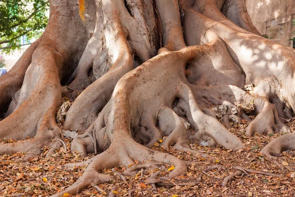 Roots of the giant ficus tree (Ficus macrophylla) in the garden of Misericordia. Palma, Majorca, Spain