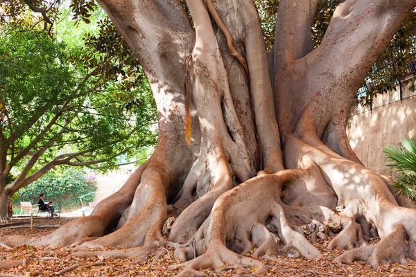 Misericordia Bahçe dev ficus ağacında (Ficus macrophylla). Palma, Majorca, İspanya