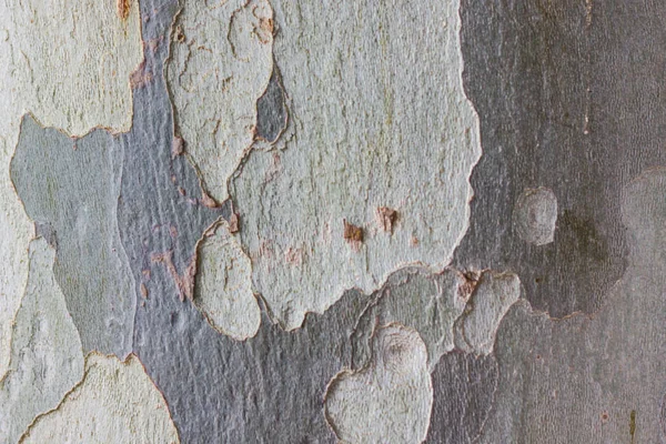 Platan Bark Textur — Stockfoto