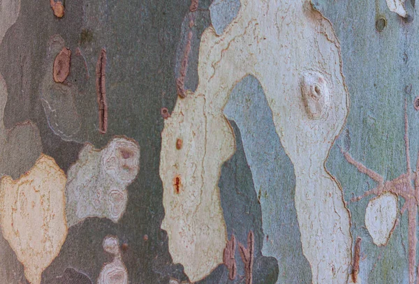 プラタナスの樹皮のテクスチャー — ストック写真