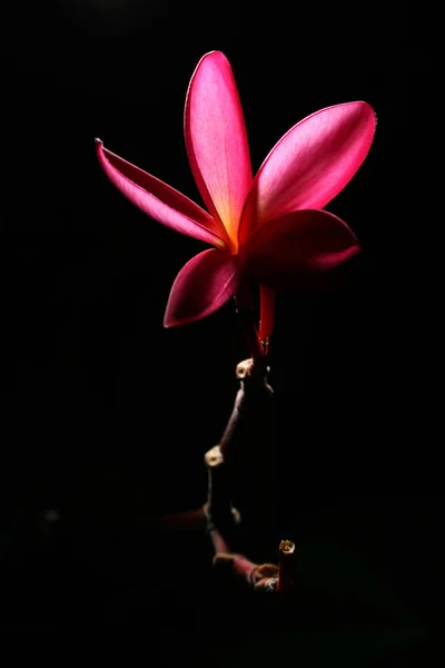 Frangipani siyah arka plan üzerine.