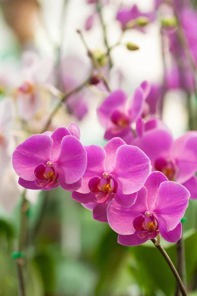 Phalaenopsis Bahçe - stok görüntü