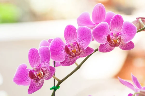 Phalaenopsis Bahçe - stok görüntü