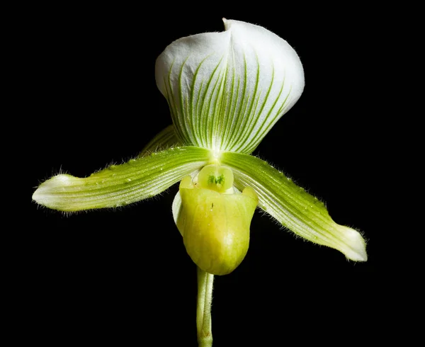 Orchidee Auf Schwarzem Hintergrund lizenzfreie Stockfotos