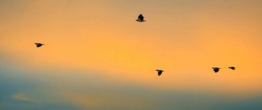 Eve geri gün batımı uçan kuşlar.