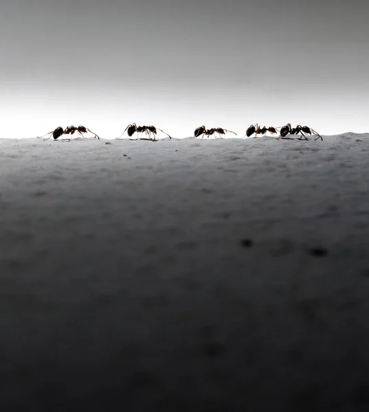 Beş karıncalar silüeti. İş kavramı.