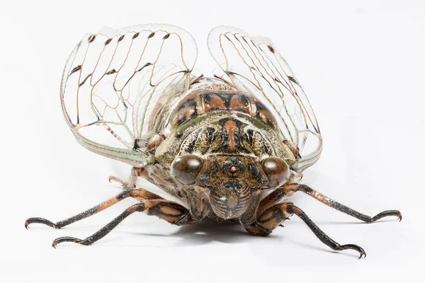 Cicada Izolované Bílém Pozadí — Stock fotografie
