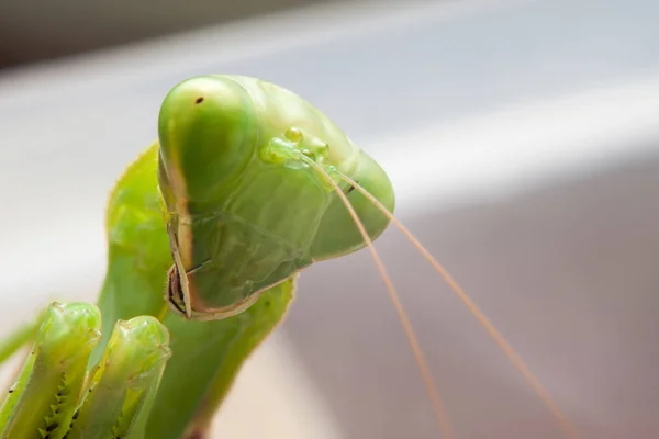 Çavuş çuval doku - stok görüntü