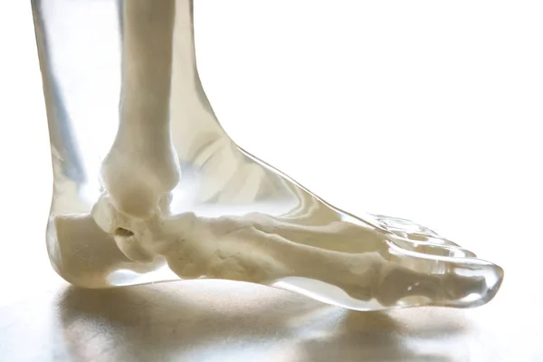 X-ışını Phantom ayak, şeffaf beyaz arka plan üzerinde izole.