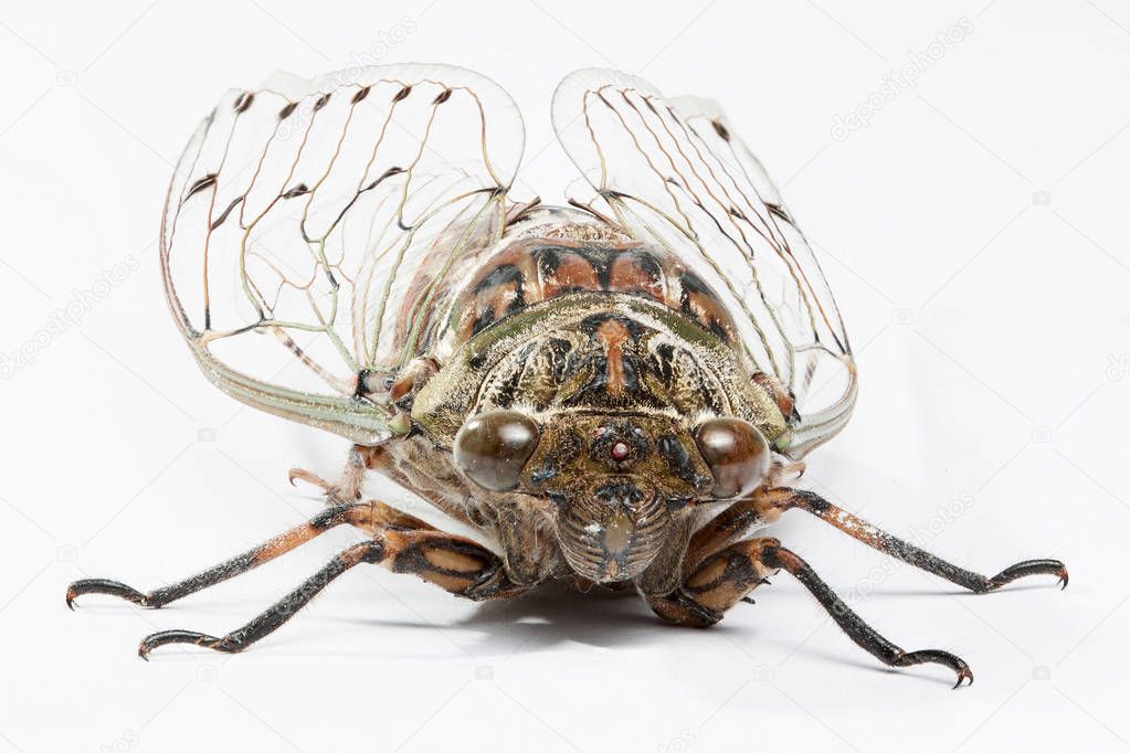 Cicada isolated on white background.