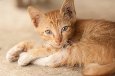 Turuncu tekir kedi uyku katta.