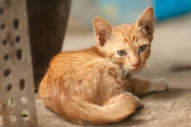 Turuncu tekir kedi uyku katta.