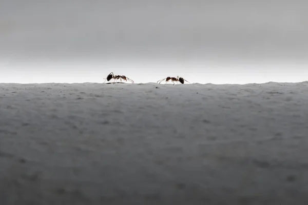 iki karınca silüeti. İş kavramı