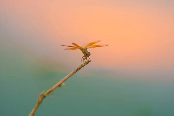 Yusufçuk ağaç - stok görüntü üzerinde