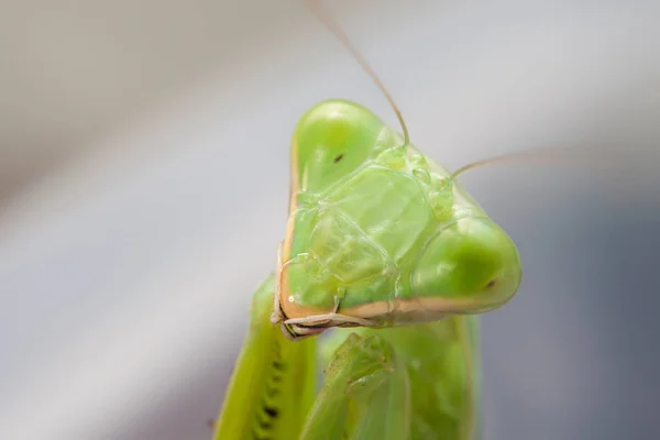 Closeup Mantis - görüntü stok