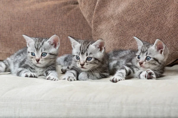 Tres Hermanos Gatitos Medida — Foto de Stock