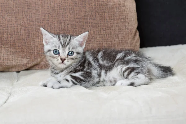 Gatito Sofá — Foto de Stock