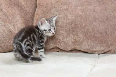 Bir kanepe üzerinde bir yavru kedi.