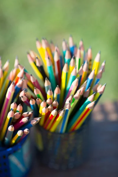 kalem kalem tutucu çimenlerin üzerinde.