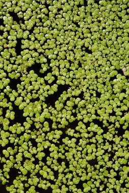 Arka plan yeşil su fern - stok görüntü yaprakları ile