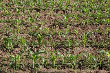 Genç Mısır - stok görüntü alanı