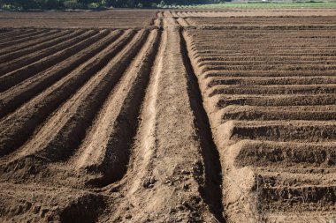 Satır deseni sürülmüş bir alanda - stok görüntü