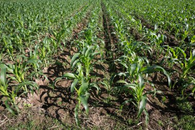 Genç Mısır - stok görüntü alanı