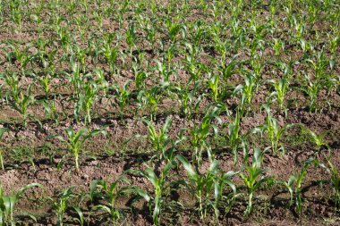 Genç Mısır - stok görüntü alanı